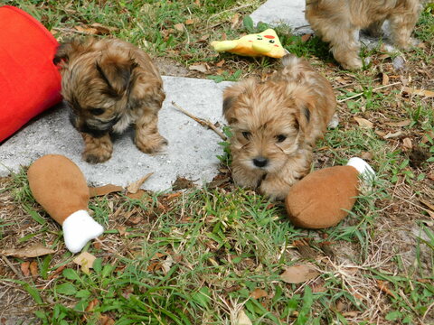 Medium Photo #4 Morkie Puppy For Sale in ORLANDO, FL, USA