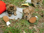 Small Photo #4 Morkie Puppy For Sale in ORLANDO, FL, USA