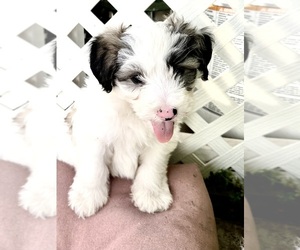 Maltipoo Puppy for sale in SANTEE, CA, USA
