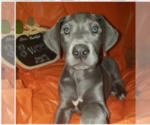 Small Photo #7 Great Dane Puppy For Sale in INDEPENDENCE, MO, USA