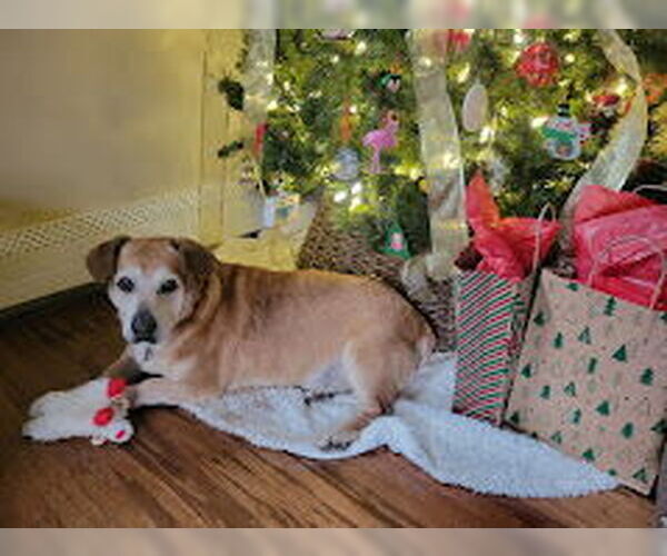 Medium Photo #4 Basset Hound-Unknown Mix Puppy For Sale in Springdale, PA, USA