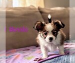 Puppy Bessie Papillon