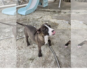 Jam - Female Mutt Dog for Adoption - Photo #2