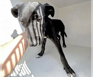 Labrador Retriever-Unknown Mix Dogs for adoption in Houston, TX, USA