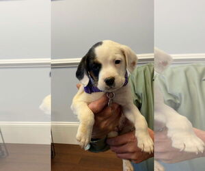 Zoe AKA Dottie - Female Bogle Dog for Adoption - Photo #10