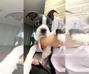 Boston Terrier Puppy for sale in EAST LIVERPOOL, OH, USA