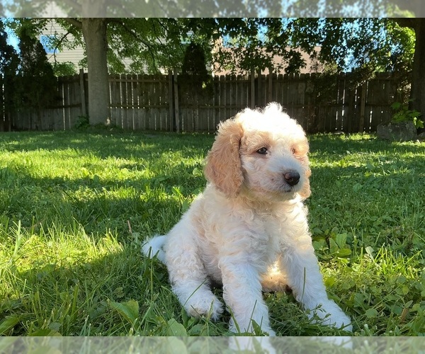 Medium Photo #19 Goldendoodle (Miniature) Puppy For Sale in KEWASKUM, WI, USA