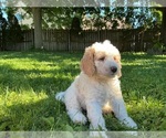 Small Photo #19 Goldendoodle (Miniature) Puppy For Sale in KEWASKUM, WI, USA