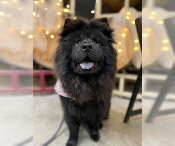 Medium Photo #1 Chow Chow Puppy For Sale in Ventura, CA, USA
