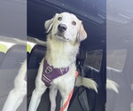 Small #2 Siberian Husky Mix