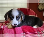 Small Photo #22 Cardigan Welsh Corgi Puppy For Sale in DEARBORN, MO, USA