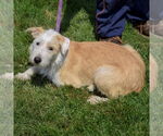 Small #2 Border Terrier Mix
