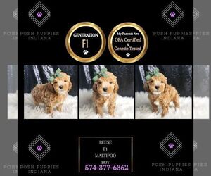 Maltipoo Puppy for sale in WARSAW, IN, USA