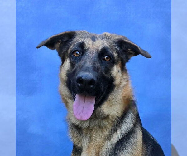 Medium Photo #2 German Shepherd Dog-Unknown Mix Puppy For Sale in Long Beach, CA, USA