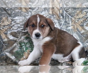 Akita-Unknown Mix Puppy for sale in SHILOH, OH, USA