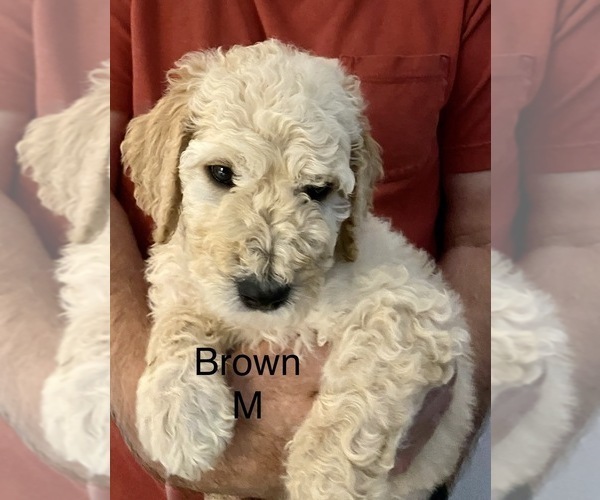 Medium Photo #5 Goldendoodle Puppy For Sale in MILTON, FL, USA