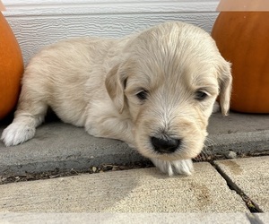 Goldendoodle Litter for sale in STEWARTVILLE, MN, USA