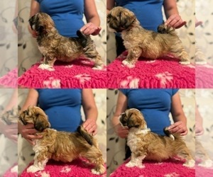 Lhasa Apso Puppy for Sale in Tallinn, Harjumaa Estonia