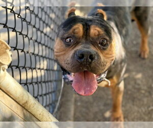 American Bulldog-Unknown Mix Dogs for adoption in Tulsa, OK, USA