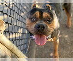 SPARTACUS - Male American Bulldog-Unknown Mix Dog for Adoption - Small photo