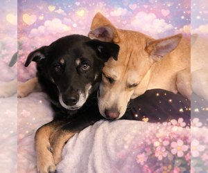 Theo - Male Mutt Dog for Adoption - Photo #3