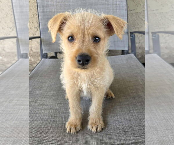 Medium Photo #2 Mutt Puppy For Sale in Corona, CA, USA