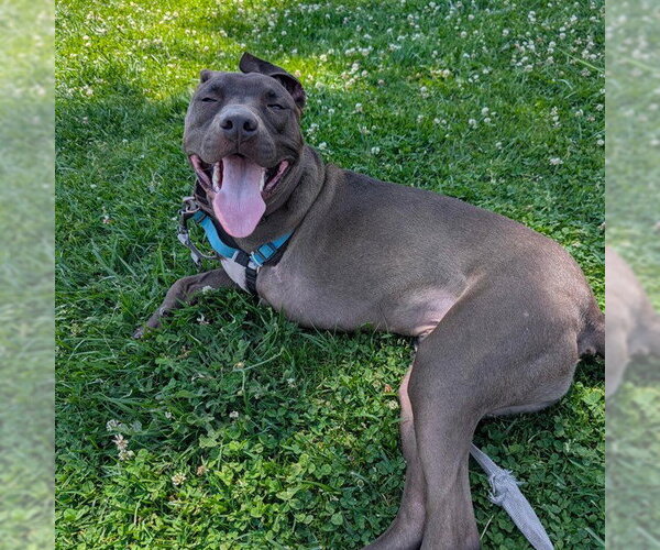 Medium Photo #1 Mutt Puppy For Sale in Alameda, CA, USA