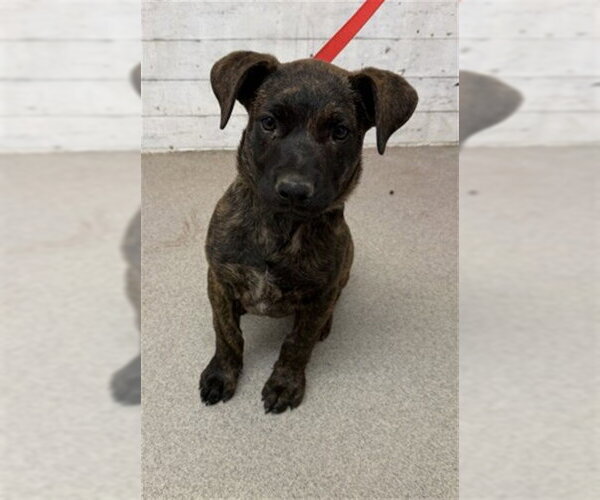 Medium Photo #1 Mutt Puppy For Sale in San Bernardino, CA, USA