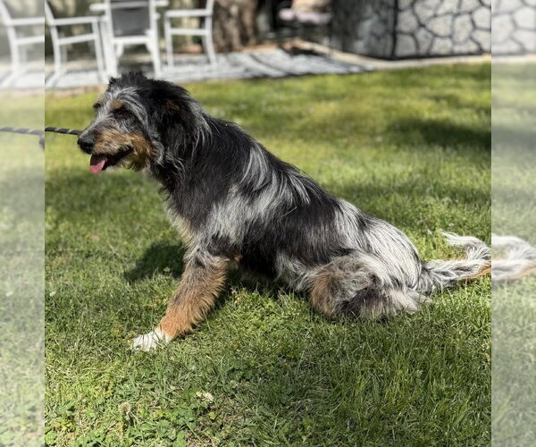 Medium Photo #4 Mutt Puppy For Sale in Yardley, PA, USA