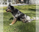 Small #3 Mutt