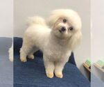 Small #4 Maltese