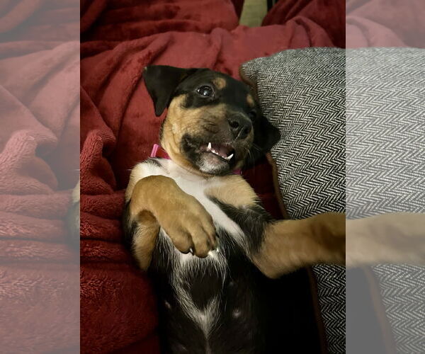 Medium Photo #17 Mutt Puppy For Sale in Holly Springs, NC, USA