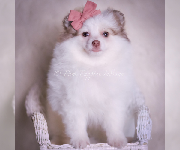 Medium Photo #90 Pomeranian Puppy For Sale in WARSAW, IN, USA