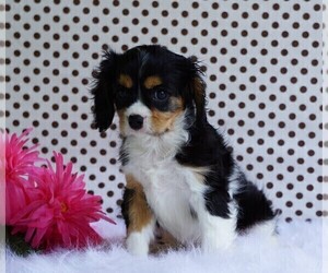 Cavalier King Charles Spaniel Puppy for sale in FREDERICKSBG, OH, USA