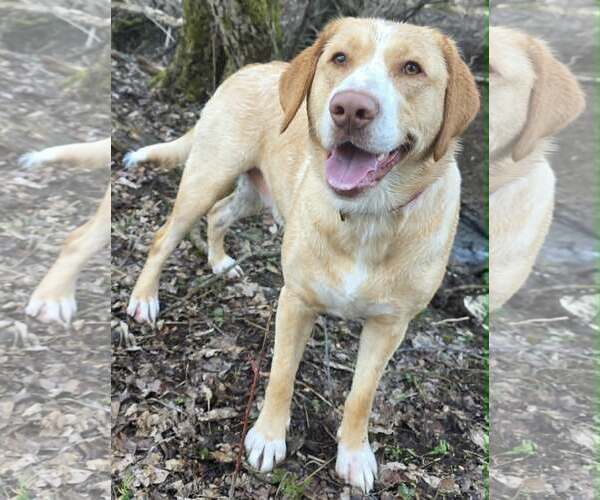 Medium Photo #1 Australian Shepherd-Unknown Mix Puppy For Sale in Cuba, NY, USA