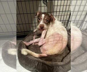 Mutt Dogs for adoption in San Antonio, TX, USA