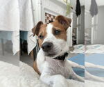 Small #3 Mutt