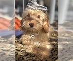 Small Photo #34 Goldendoodle mix (+ Poodle Miniature) Puppy For Sale in MENIFEE, CA, USA