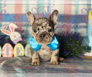 French Bulldog Puppy for sale in HONEY BROOK, PA, USA