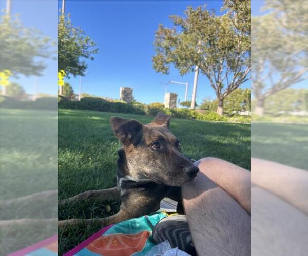 Medium Photo #3 German Shepherd Dog-Unknown Mix Puppy For Sale in Las Vegas, NV, USA