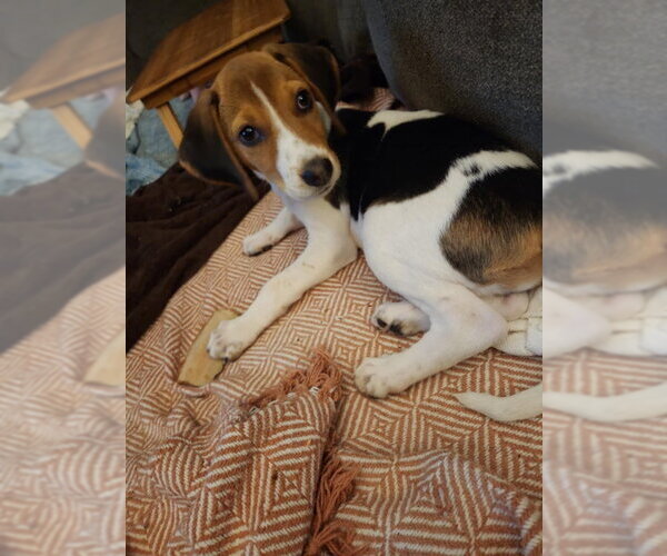 Medium Photo #3 Mutt Puppy For Sale in Fairfax, VA, USA