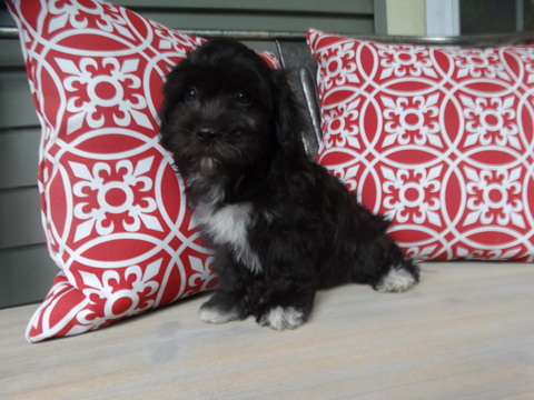 Medium Photo #1 Coton de Tulear Puppy For Sale in ROCKFORD, MI, USA
