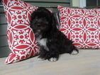 Small Photo #1 Coton de Tulear Puppy For Sale in ROCKFORD, MI, USA