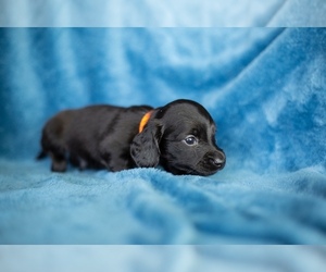 Dachshund Puppy for Sale in MONTROSE, Colorado USA