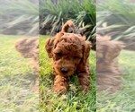 Small Photo #31 Double Doodle Puppy For Sale in LAGRANGE, GA, USA