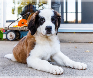 Saint Bernard Puppy for Sale in WAKARUSA, Indiana USA