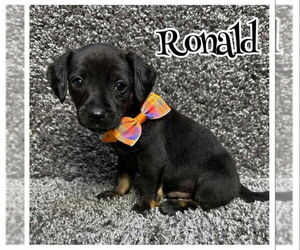 Chiweenie Dogs for adoption in Grafton, WI, USA