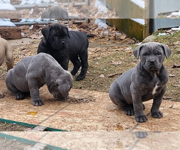 Medium Photo #2 Cane Corso Puppy For Sale in NUNICA, MI, USA