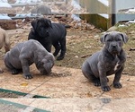 Small #1 Cane Corso