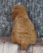 Small Photo #3 Golden Retriever-Poodle (Toy) Mix Puppy For Sale in WARSAW, IN, USA